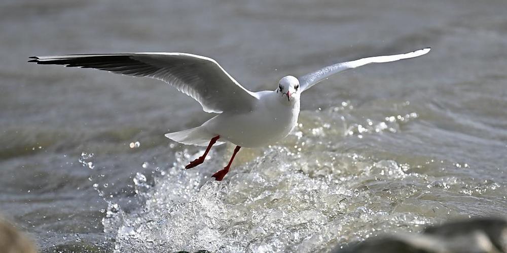In Rapperswil-Jona sind Möwen an der Vogelgrippe gestorben. Die Geflügelfarmen in der nächsten Umgebung müssen ihre Hühner deshalb einsperren. (Symbolbild)
