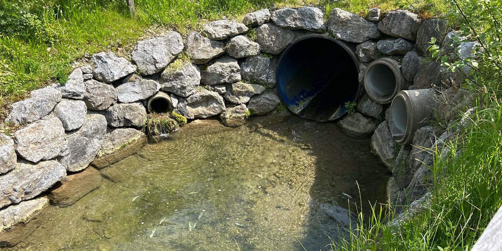 Im Dorfbach verendeten rund ein Dutzend Fische. 