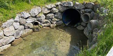 Im Dorfbach verendeten rund ein Dutzend Fische. 