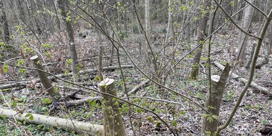 Am Schwendenholzweg am Uetliberg  wurden über 100 Bäume illegal gefällt. 