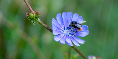 Entdecken: Die naturnahen Ecken in heimischen Gärten.