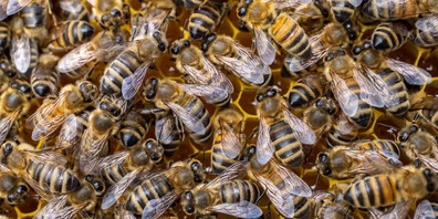 Das Bundesgericht kennt kein Erbarmen: Bienen dürfen auch in Zukunft nicht abstimmen.