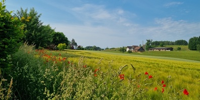 Es gibt ungefähr 150 Sorten von Mohn. 