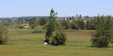 Die zweite «Ustermer Stadtsafari» führt an das Ufer des Greifensees, das Pflanzen und Tieren vielfältige Lebensräume bietet. 