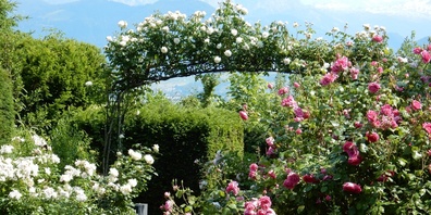 Der Joner simongarden steht in voller Blüte.