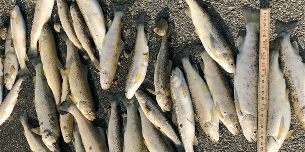 Die Ursache für das Sterben der Fische ist nun bekannt.