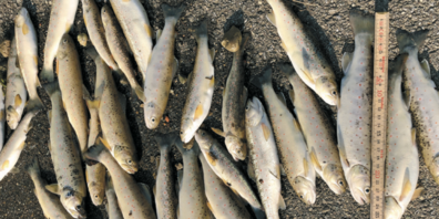 Die Ursache für das Sterben der Fische ist nun bekannt.