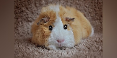 Es wäre schön, wenn der Dieb das Meerschweinchen wieder zurückbringen würde. (Symbolbild)