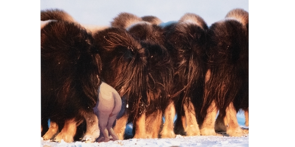 Sunaura Taylor: Muskox Butts. Detail aus Wildlife. 2014. Öl auf Bildband