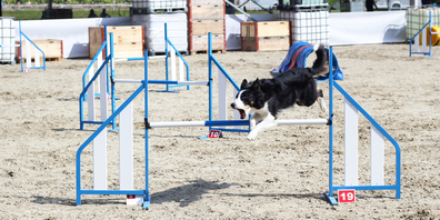 Rund 320 Hunde nehmen an den diesjährigen SwissAgilityGames auf dem Griesbach in Schaffhausen teil.