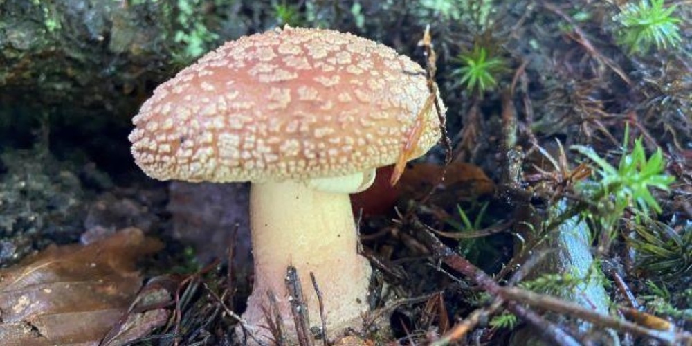 Der Perlpilz (Amanita rubescens) ist ein Speisepilz aus der Familie der Wulstlinge (Amanitae). In der Gattung Amanita gibt es jedoch auch tödlich giftige Pilze, zum Beispiel den Grünen Knollenblätterpilz. 
