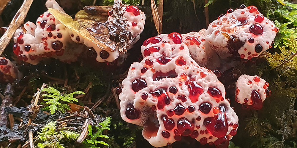 Der Scharfe Korkstacheling blutet im jungen Stadium und erinnert auf den ersten Blick an ein Stück blutendes Fleisch.