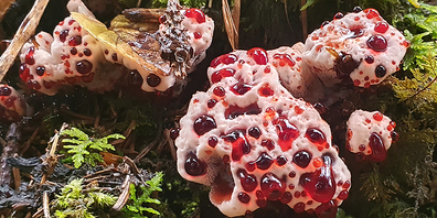 Der Scharfe Korkstacheling blutet im jungen Stadium und erinnert auf den ersten Blick an ein Stück blutendes Fleisch.