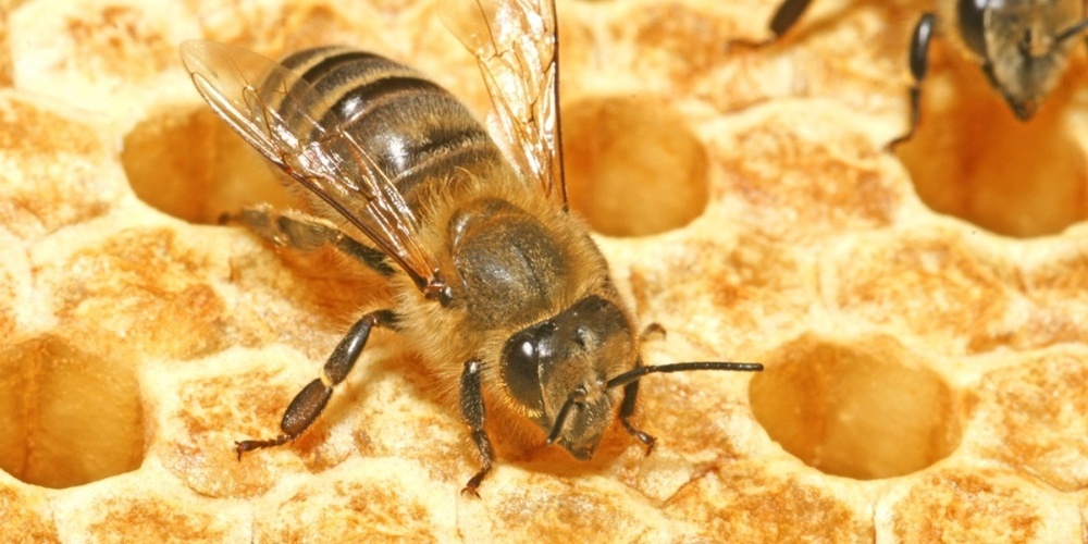 Neben dem Blütenhonig produzieren die Bienen auch Waldhonig, doch dies ist nur alle drei Jahre möglich. (Symbolbild)