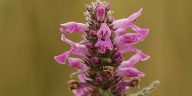 Pro Riet fördert die Biodiversität mit Wildpflanzen-Sets