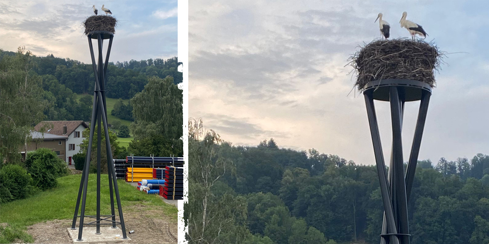 Die Benkner Störche haben ihr neues Zuhause akzeptiert.