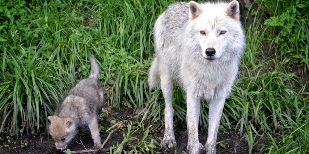 Ab sofort dürfen im Calfeisental drei von sechs Welpen des ansässigen Wolfsrudels geschossen werden. (Themenbild)