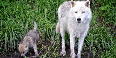 Ab sofort dürfen im Calfeisental drei von sechs Welpen des ansässigen Wolfsrudels geschossen werden. (Themenbild)