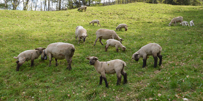 Die ausgebliebenen Zahlungen vom Bund überbrückt nun der Kanton.