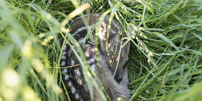 Mit Hilfe von Drohnen können Rehkitze gerettet werden. (Symbolbild)