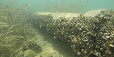 Die invasive Quagga-Muschel verstopft die Seewasserfassung der Thaler Trinkwasserversorgung