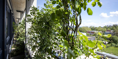 Unter anderem sollen mehr Bäume gepflanzt werden.