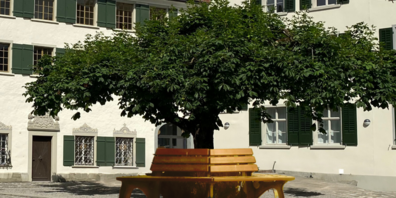 Kastanienbaum vor dem Museum Prestegg.