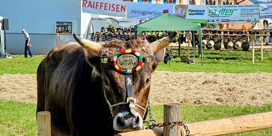 Folgen Sie den Impressionen....