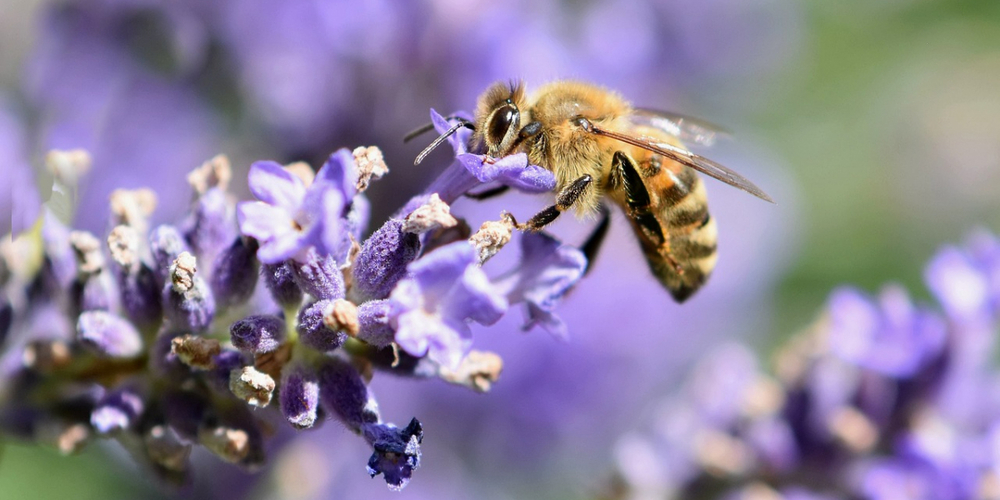 Die Motion forderte den Bundesrat auf, nachhaltige Massnahmen zur Sicherung der Insektenbestäubung zu ergreifen und gegebenenfalls die noch fehlenden gesetzlichen Grundlagen dafür zu schaffen.
