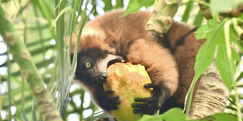 So richtig reif sieht die Papaya nicht aus, aber dem Roten Vari scheint sie zu schmecken.