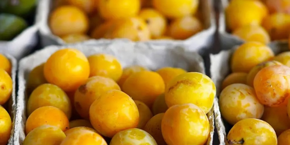 Die Schweizer Mirabellen-Saison beginnt. 