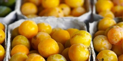 Die Schweizer Mirabellen-Saison beginnt. 