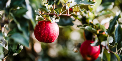 «An apple a day keeps the doctor away», ist  wohl die berühmteste Apfel-Redewendung.