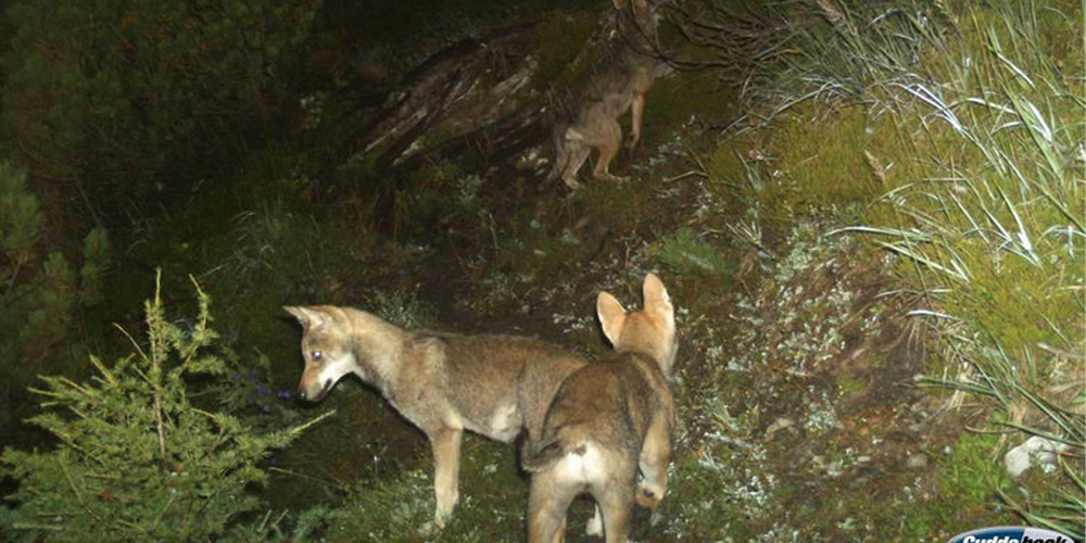 Das undatierte Bild aus einer Fotofalle zeigt Jungwoelfe des Calandarudels, Jahrgang 2014.