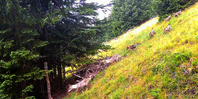 Das vom Abschuss bedrohte Calfeisen-Wolfs-Rudel.
