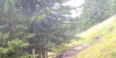 Eine Fotofall konnte am Montagmorgen zwei ausgewachsene Wölfe mit fünf Welpen im Calfeisental festhalten.