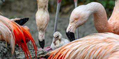 Junger Flamingo mit seinen Eltern im Zoo Zürich. 