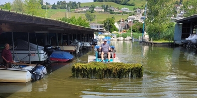 Seegras mähen im Hafen des Seedorfs mit der «Seekuh».