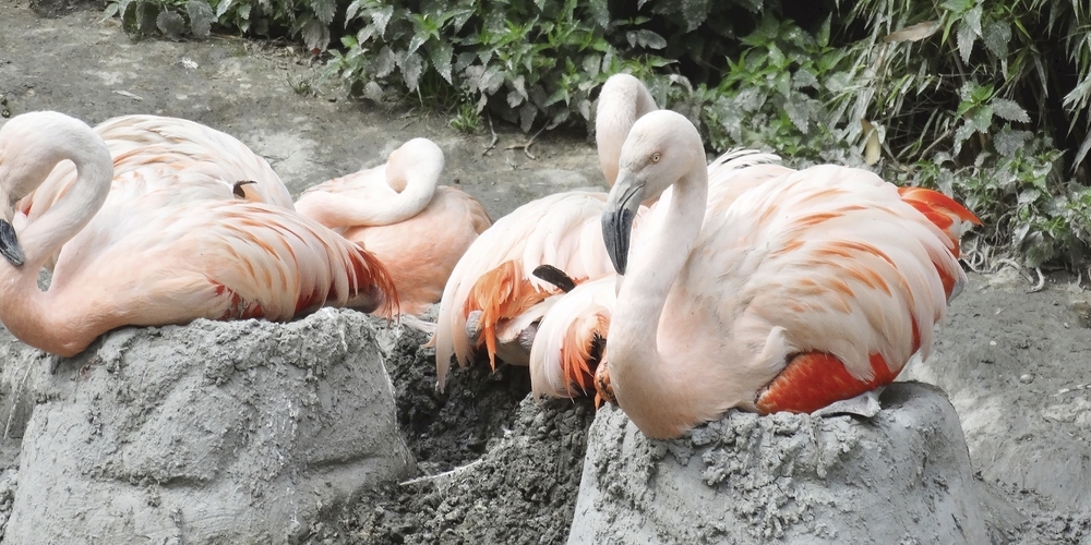 Die speziellen Nester bauen sich die Flamingos im Zoo Zürich selber. 