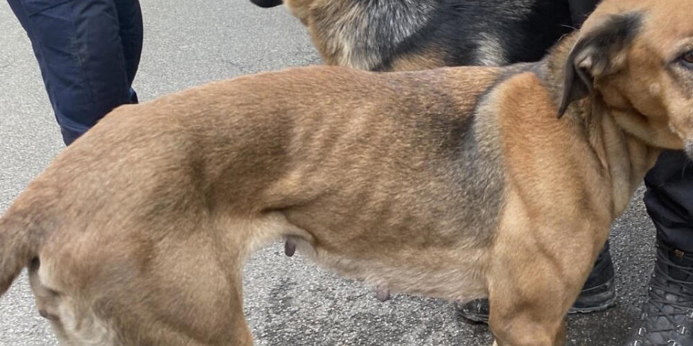 Völlig abgemagert: Die Stadtpolizei Zürich entdeckte bei einer Fahrzeugkontrollen sechs teilweise stark verwahrloste Hunde.