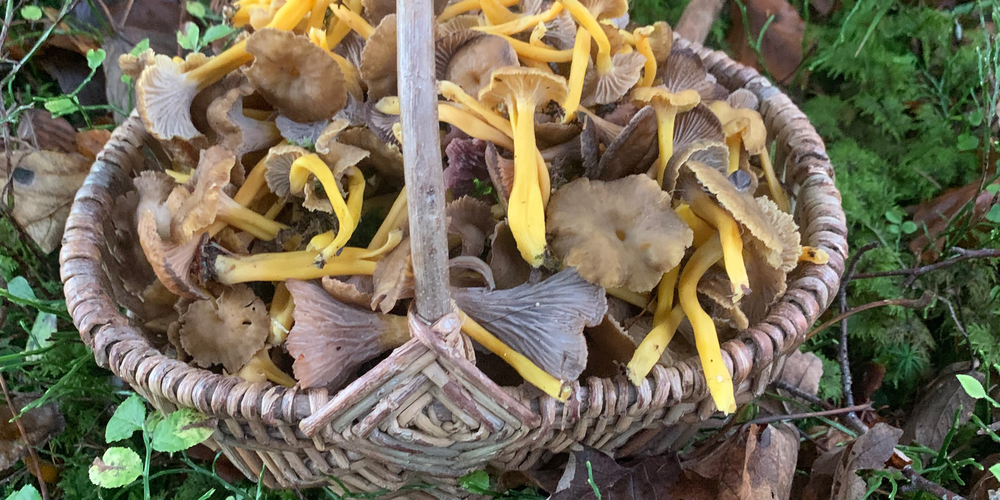 Von August bis Oktober können die gesammelten Pilze wieder in Uznach kontrolliert werden.