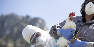 Einem Huhn wird während einer Übung ein Abstrich genommen. (Symbolbild)