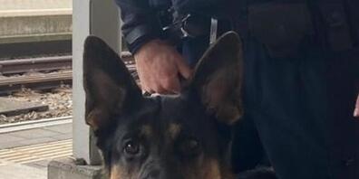 Diensthund Faruk konnte am Mittwochabend in Zürich einen Einbrecher stellen.