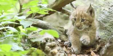 Jöö-Alarm: Im Wildnispark Zürich gab es bei den Luchsen Nachwuchs.