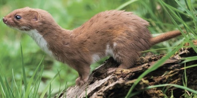 Das Mauswiesel (Mustela nivalis) ist das kleinste Raubtier der Welt.