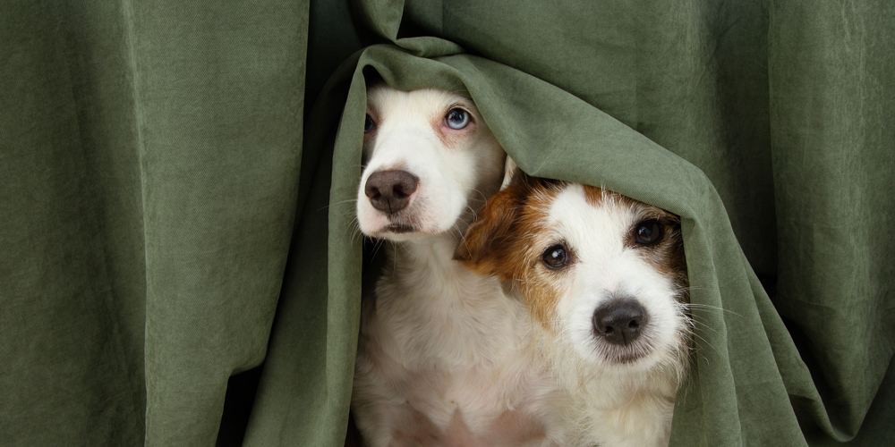 Viele Hunde fürchten sich an Silvester vor dem Feuerwerkslärm