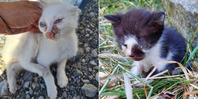 Immer häufiger muss die Tierschutzorganisation NetAP verwilderte Katzen und Kätzchen in besorgniserregendem Zustand einfangen.