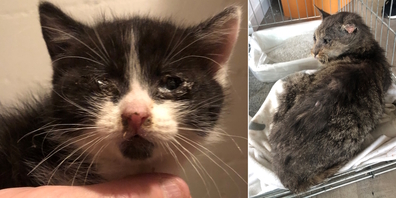 Katzen wurden in der Pandemiezeit angeschafft und möchten die Besitzer sie wieder loswerden, doch gibt es keinen Platz für diese Tiere. (Symbolbild)