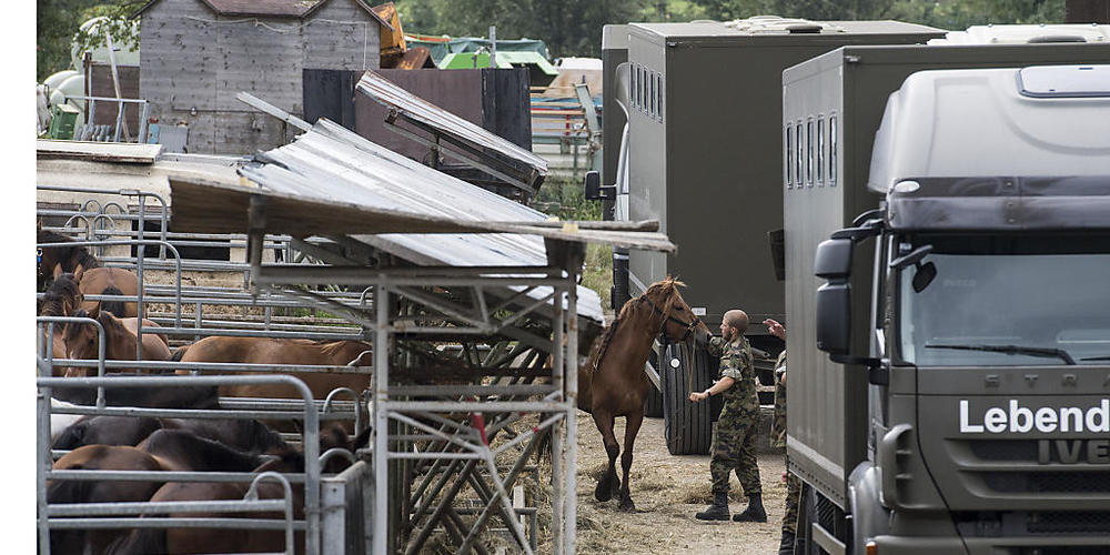 Das Militär transportierte im August 2017 rund 90 Pferde vom Hof in Hefenhofen ab. (Archivbild)