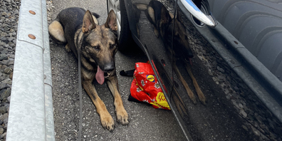 Der fünfjährige deutsche Schäferhund-Rüde Erol leistete gestern gute Arbeit.